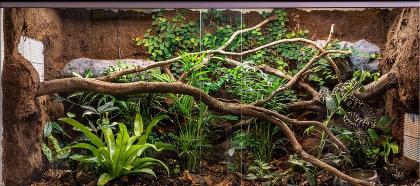 Reptile Terrarium with Habitat Accessories